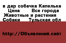 в дар собачка Капелька › Цена ­ 1 - Все города Животные и растения » Собаки   . Тульская обл.